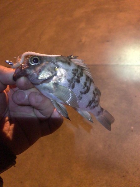 久しぶりのメバリング