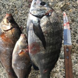 和田防波堤 フカセチヌ