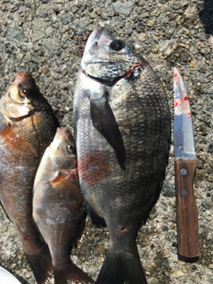 和田防波堤 フカセチヌ