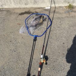 またまたおチヌ様