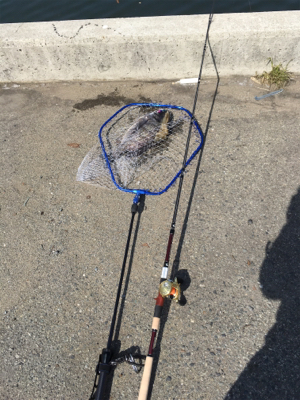 またまたおチヌ様