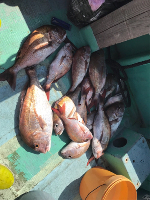 鯛サビキ  瀬戸大橋付近  大量！