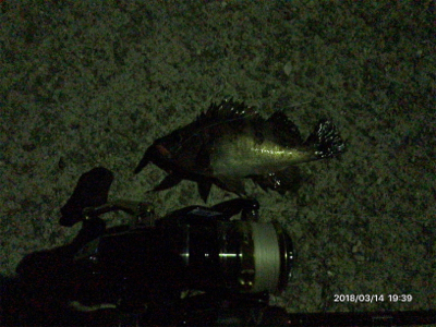 今年初釣行メバル