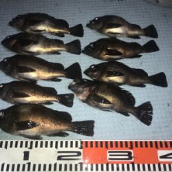 メバルorセイゴ