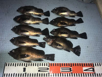 メバルorセイゴ