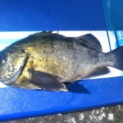 阿南市の椿泊でメバリング