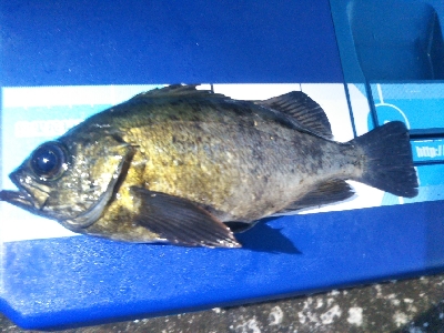 阿南市の椿泊でメバリング