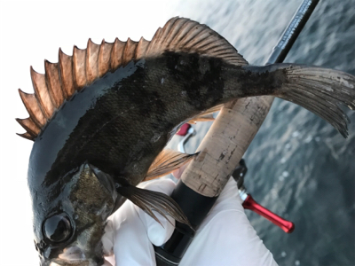 んん~(釣行 其の拾参)