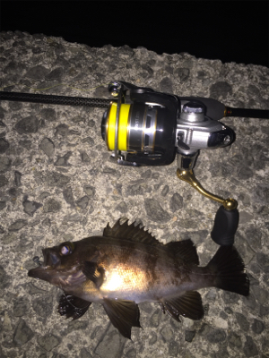 今年の初メバル！