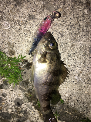 アジはまだ、、、