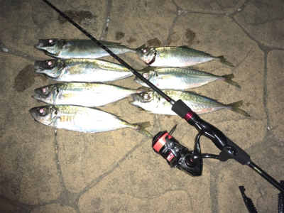 アジンガーだらけ！