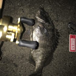 チヌ乗っ込みか！