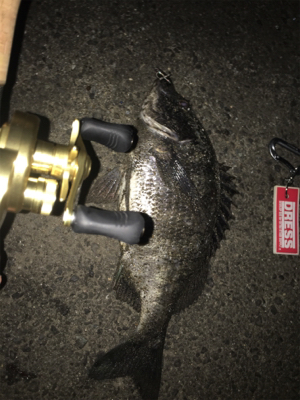 チヌ乗っ込みか！