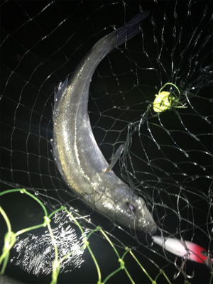 ナイトウェーディング