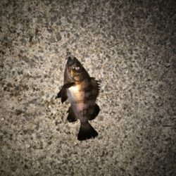 久しぶりの瀬戸内海