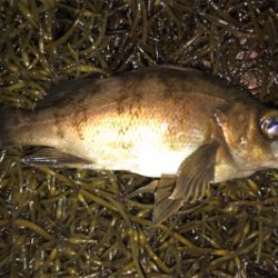 爆風の中でウェーディング