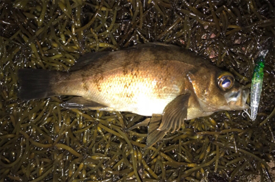 爆風の中でウェーディング