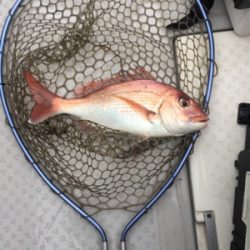 初めてのタイサビキ