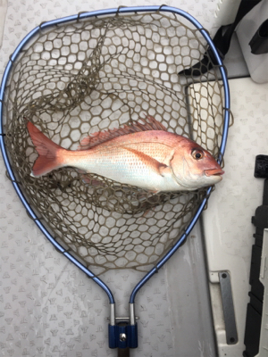 初めてのタイサビキ