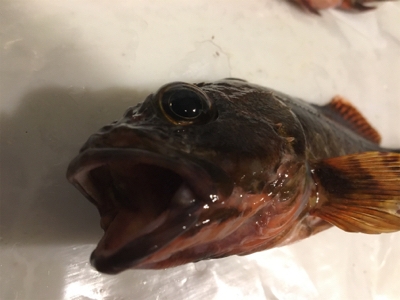 ライトゲームでガシラ