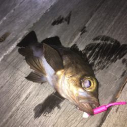 息子とメバリング