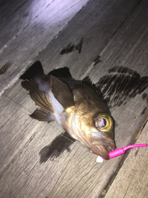 息子とメバリング