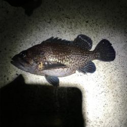 まだまだ根魚祭り