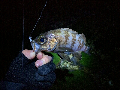 豆メバルの襲撃