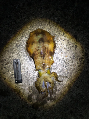 貴重な当たりを確実にGET