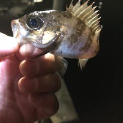 福良 初メバリング