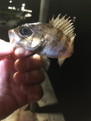 福良 初メバリング