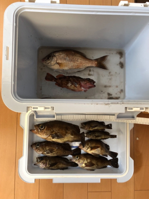 メバリング釣行