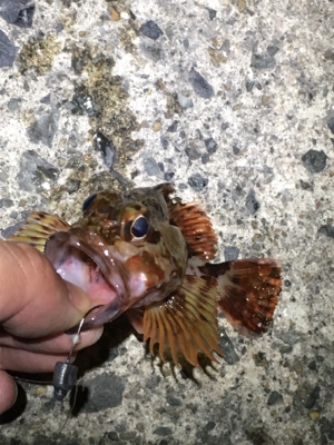 寒い中の釣行。もっと暖かいかと…