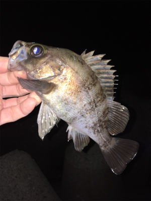 明石でメバリング