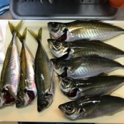 アジとサバたくさん