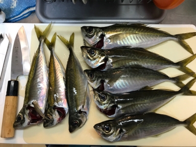 アジとサバたくさん