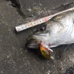 やっぱりSRクランク♪