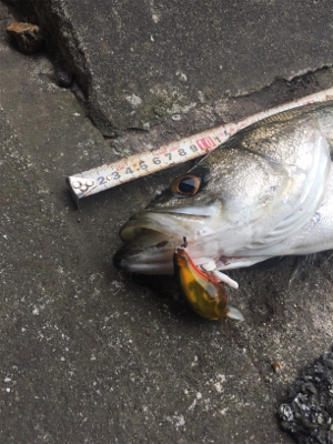 やっぱりSRクランク♪