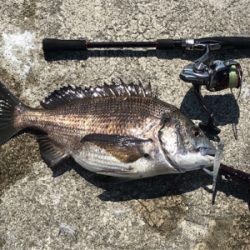 ラッキー!チヌ2枚!