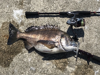 ラッキー!チヌ2枚!