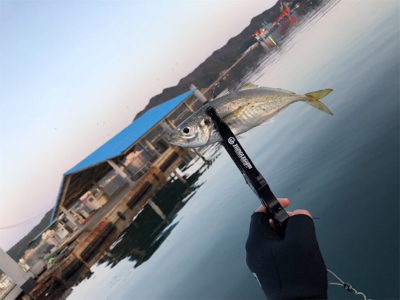 鯖祭り〜のプラッキング@福良漁港