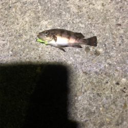 垂水漁港ナイトゲーム