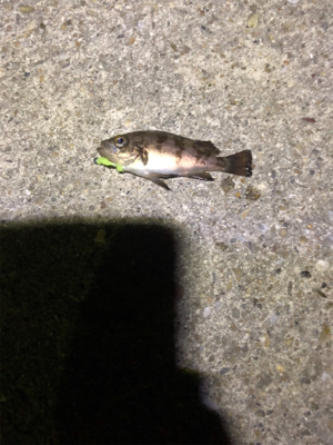 垂水漁港ナイトゲーム