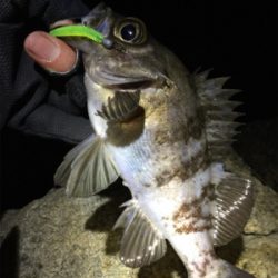 地磯メバルフロートゲーム!!!!