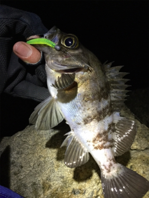 地磯メバルフロートゲーム!!!!