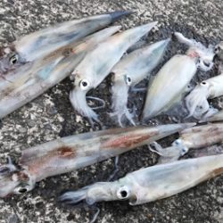 ヤリイカが食べたくて…