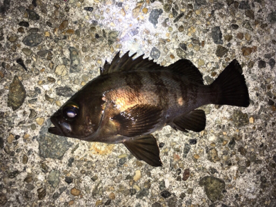 明石メバリング