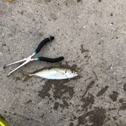 サビキ釣り！今日はファミリーフィッシング