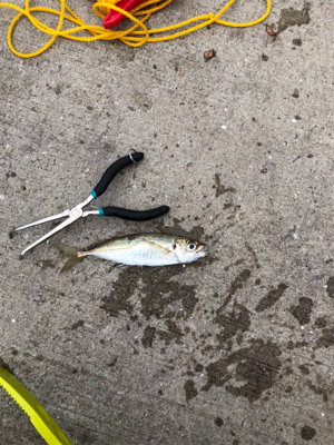 サビキ釣り！今日はファミリーフィッシング