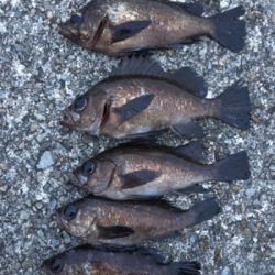 やっと釣れたぜメバル